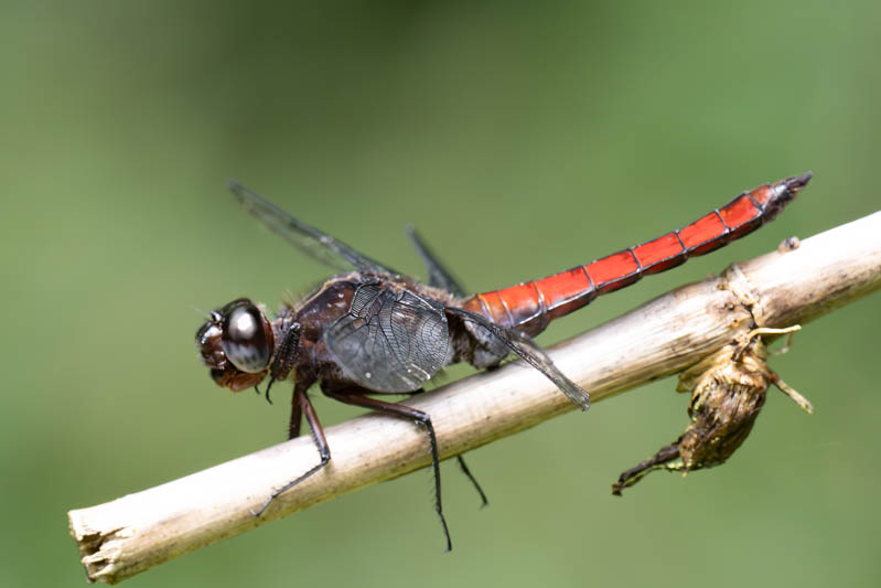 Libellula herculea (Hercules Skimmer) male-2.jpg